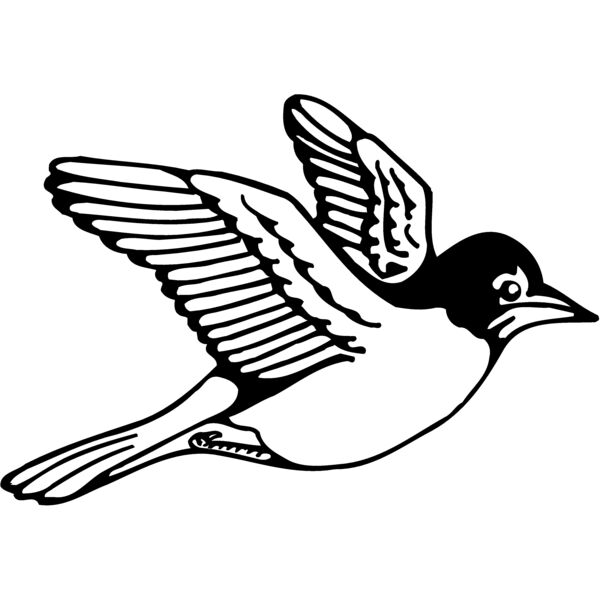 BIRD039 Thumbnail