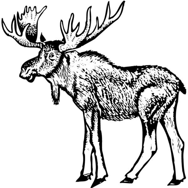 MOOSE005 Thumbnail