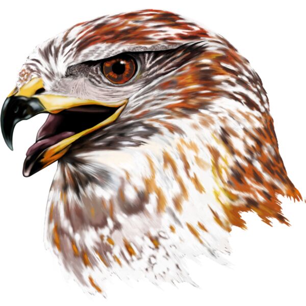 FALCON Thumbnail